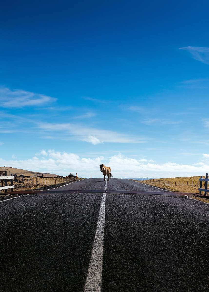 horse horse walking on road tarmac