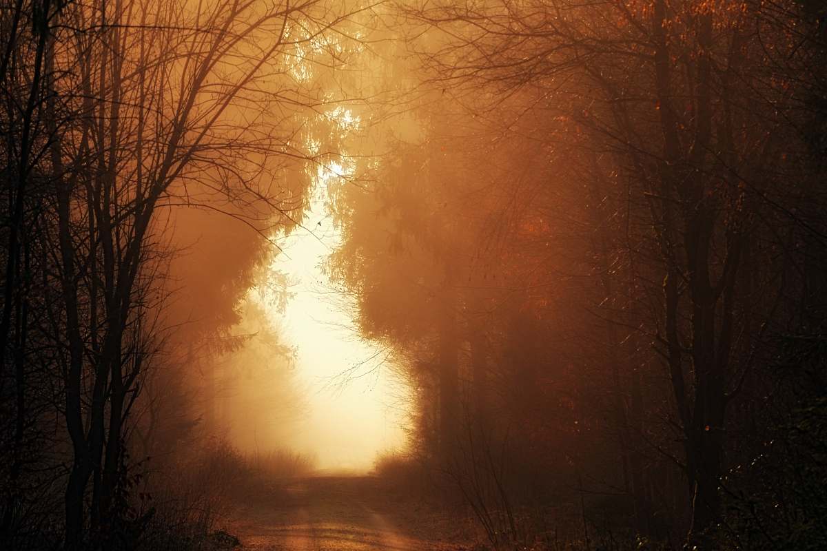 forest road through forest path