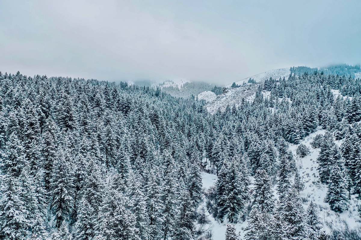fir gray pine trees covered with snow during daytime plant