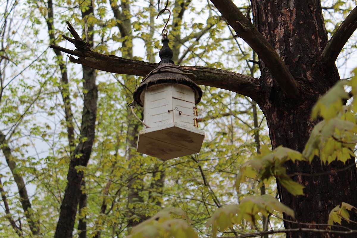 plant nestbox on tree bird feeder