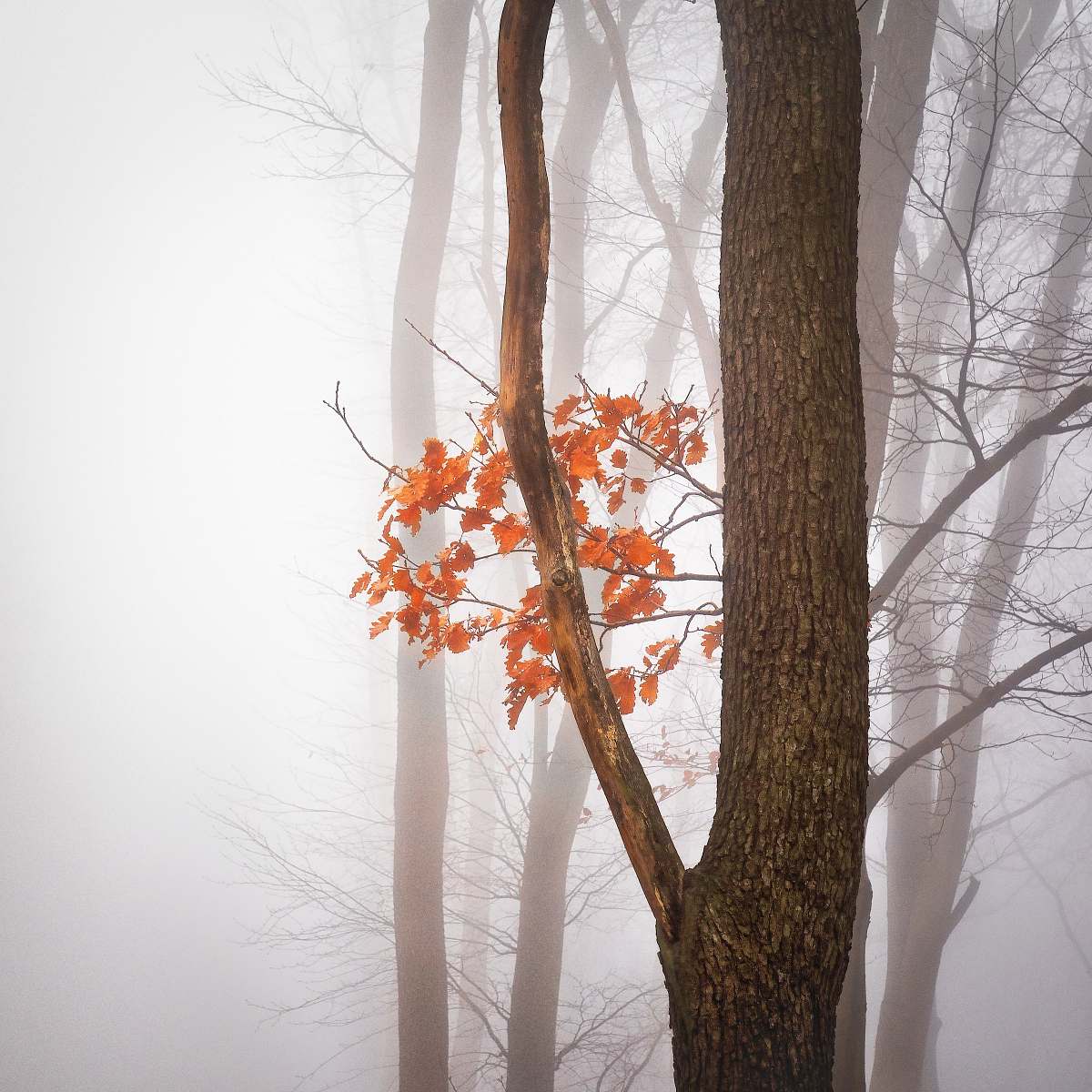 autumn orange maple tree fog