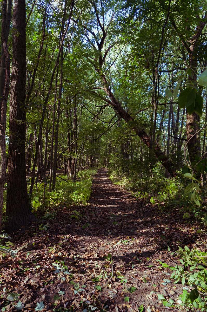 plant narrow road between green trees trail