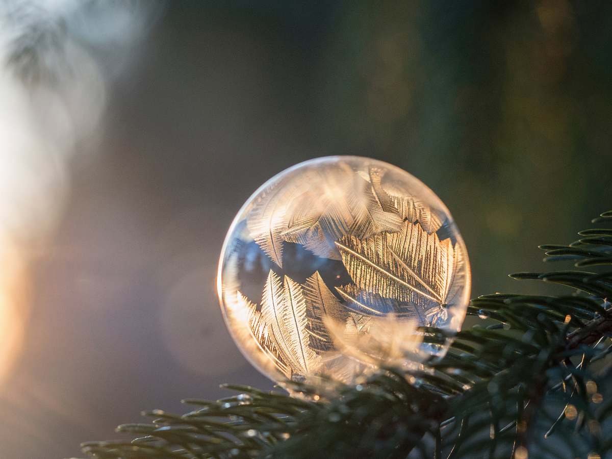 branch selective focus photography of frozen bubble on pine tree branch during daytime frozen