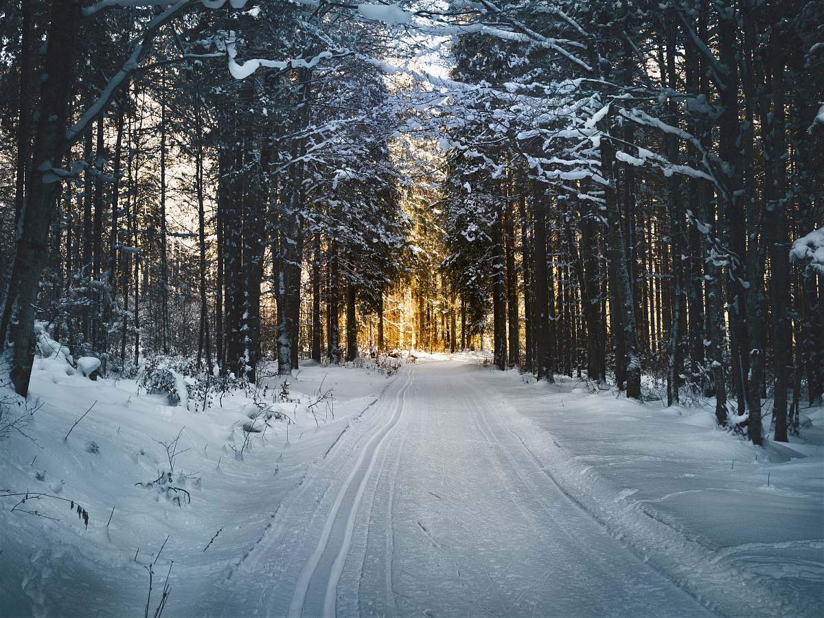 forest snow-covered trees and road during daytime tree