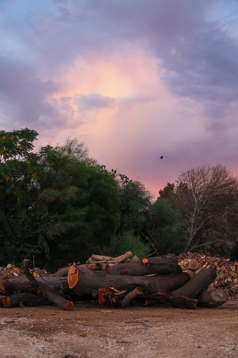 animal logs near trees bird