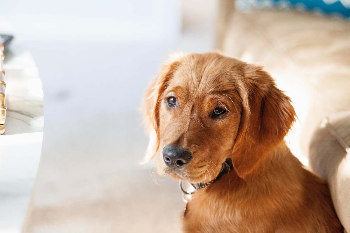 dog adult golden retriever pet