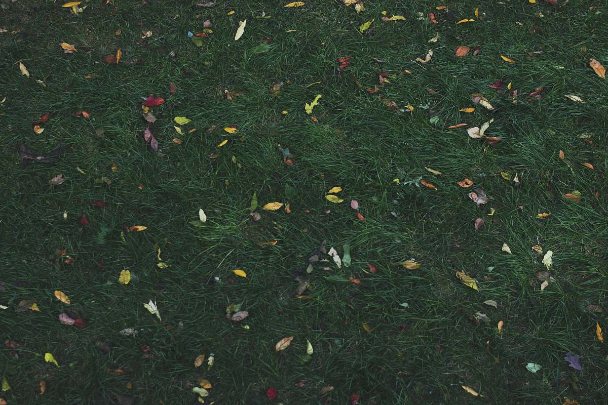 firefly assorted-color leaves on green grass at daytime insect