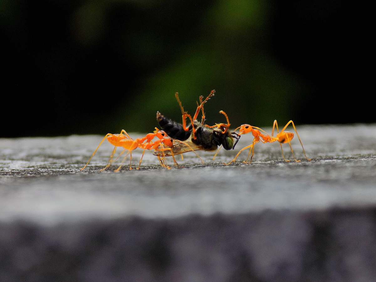 ant black and orange ants insect