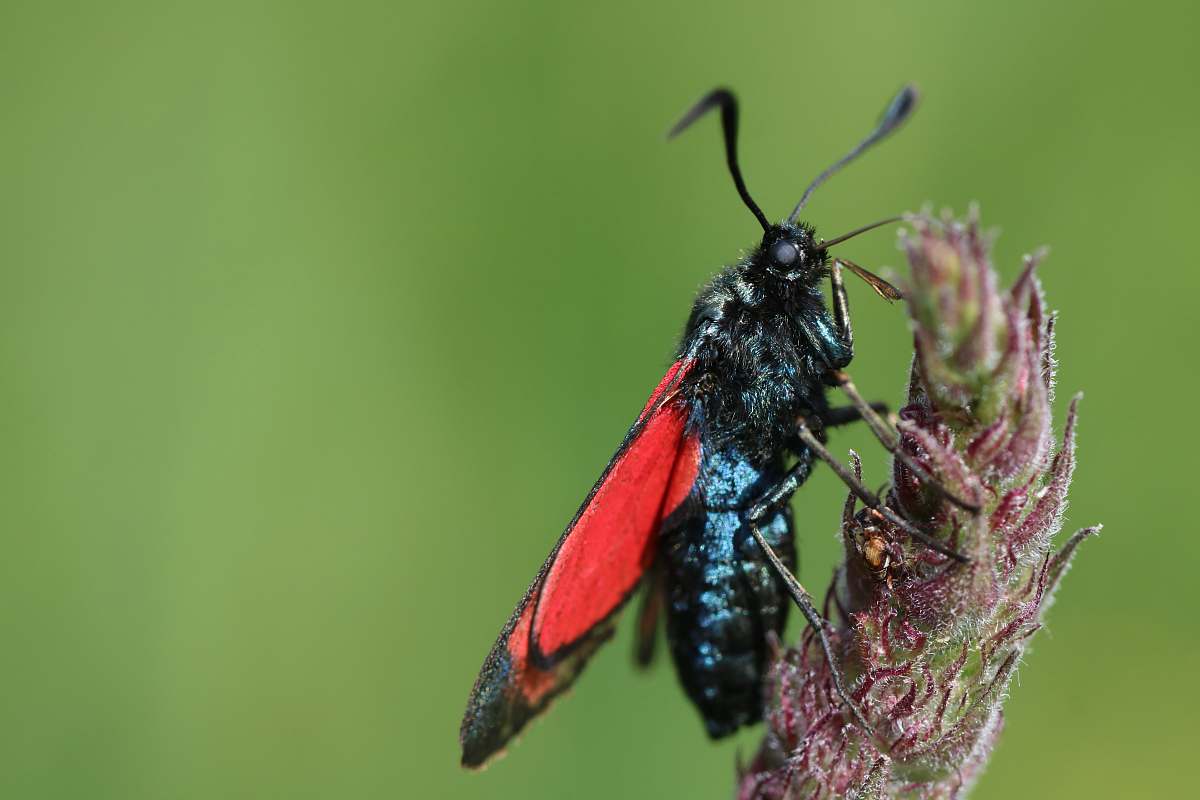 insect black and red moth perched on flower selective focus photography invertebrate