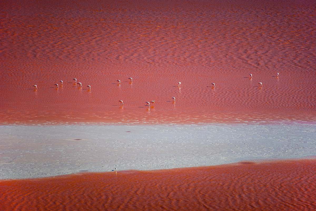 flock body of water nature