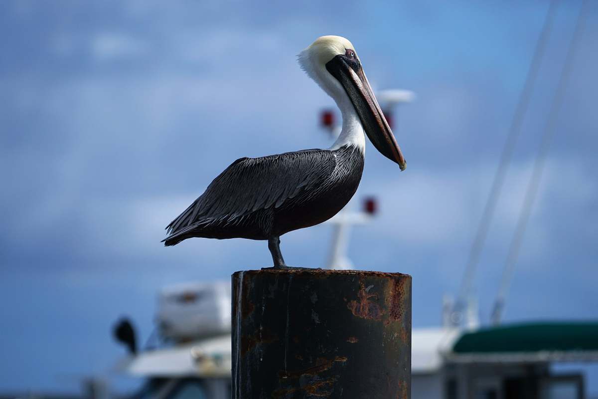 bird brown and black bird on wooden post pelican