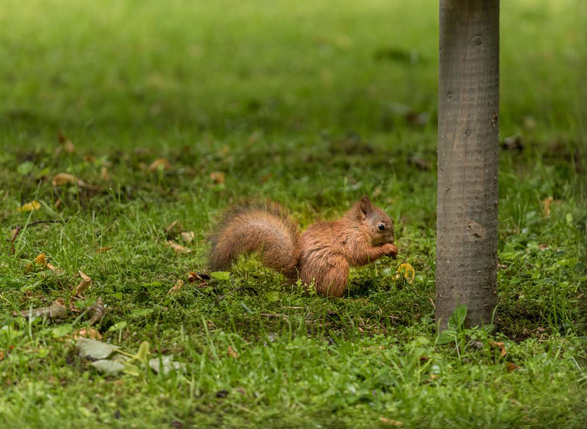 squirrel brown squirrel on green grass field mammal