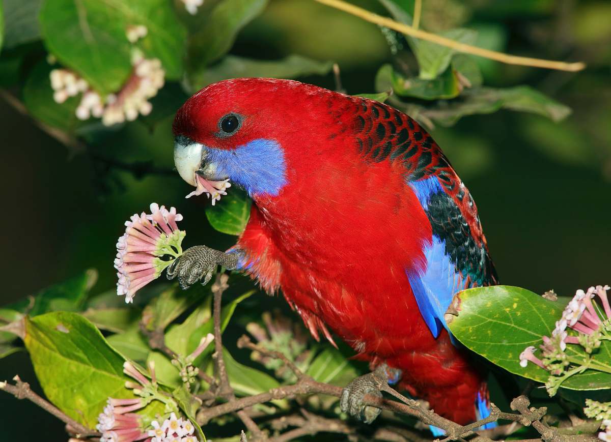 bird close-up photography of red bird perching on plant macaw