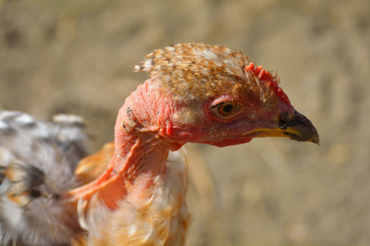 bird closeup photo of brown and gray naked-neck chicken turkey