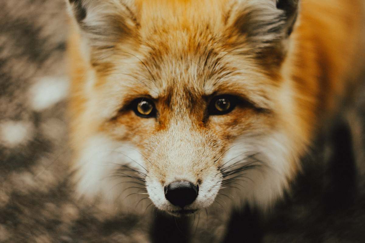 fox focus photography of brown fox wildlife