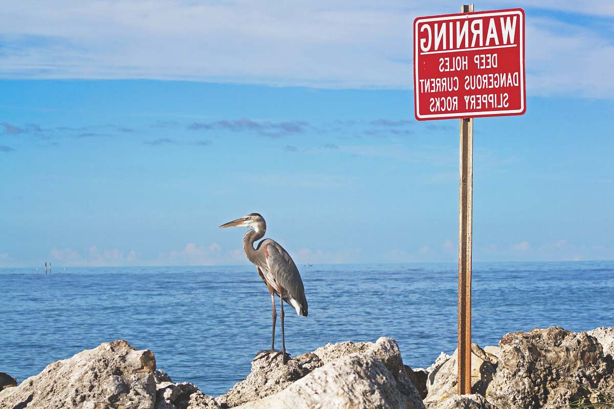 bird gray bird standing beside warning signage near body of water during daytime heron