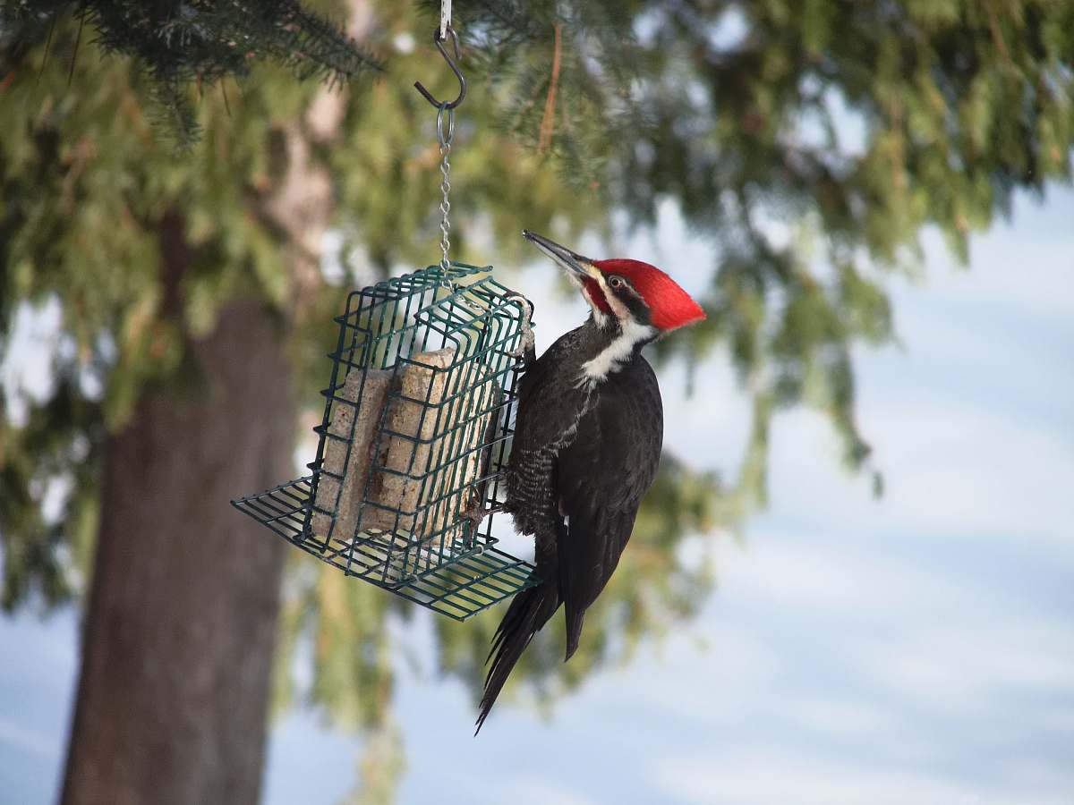 bird long-beak black bird hanging on metal decor woodpecker