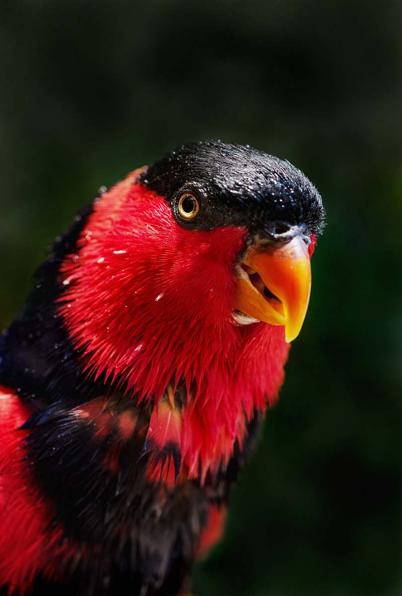 bird red and black bird beak