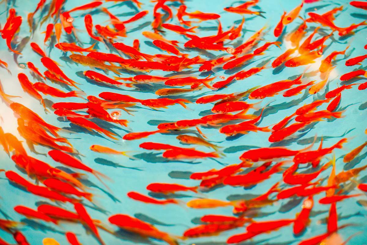 backgrounds school of orange fish wallpapers