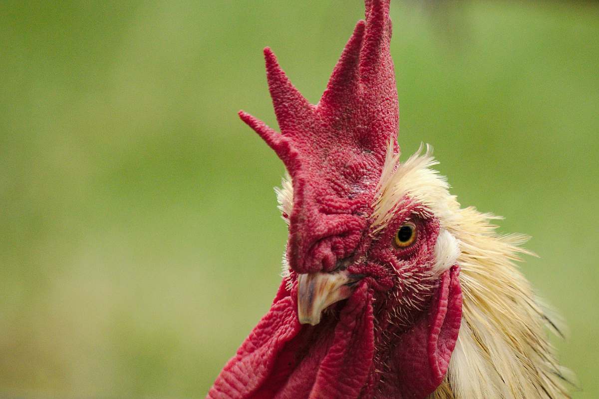 chicken shallow focus photography of rooster rooster