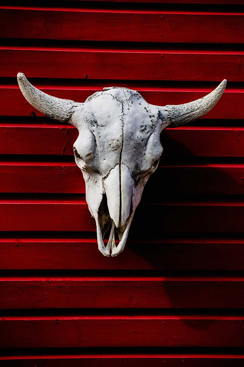 sheep white animal skull on wall beak