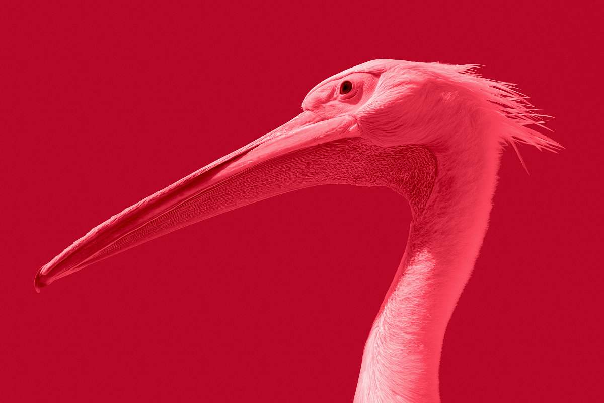 red white long-beaked bird bird