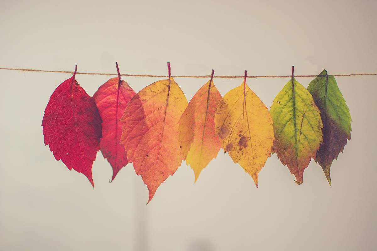 fall assorted-color lear hanging decor leaf