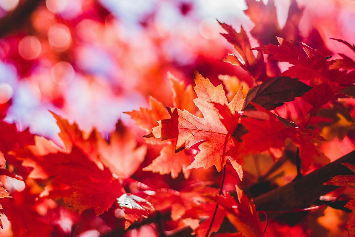 fall closeup photography of red leaf plant maple
