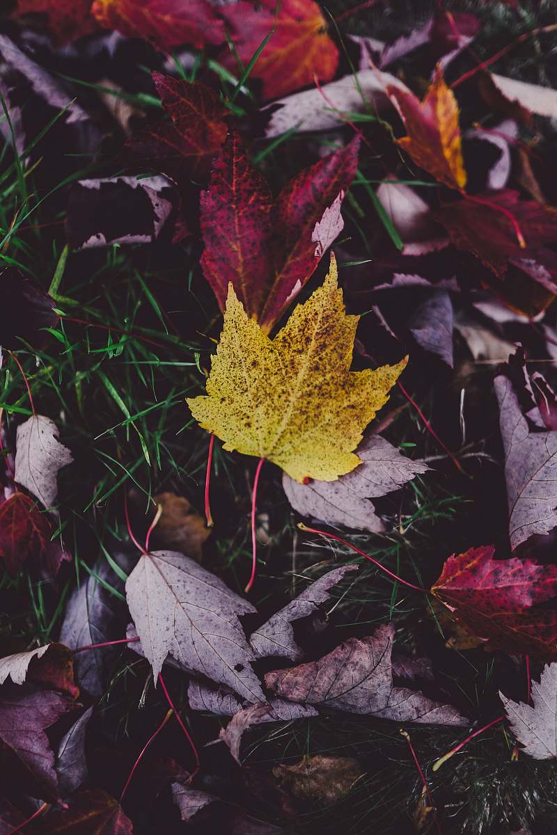 fall purple and yellow leaves on green grass leaves