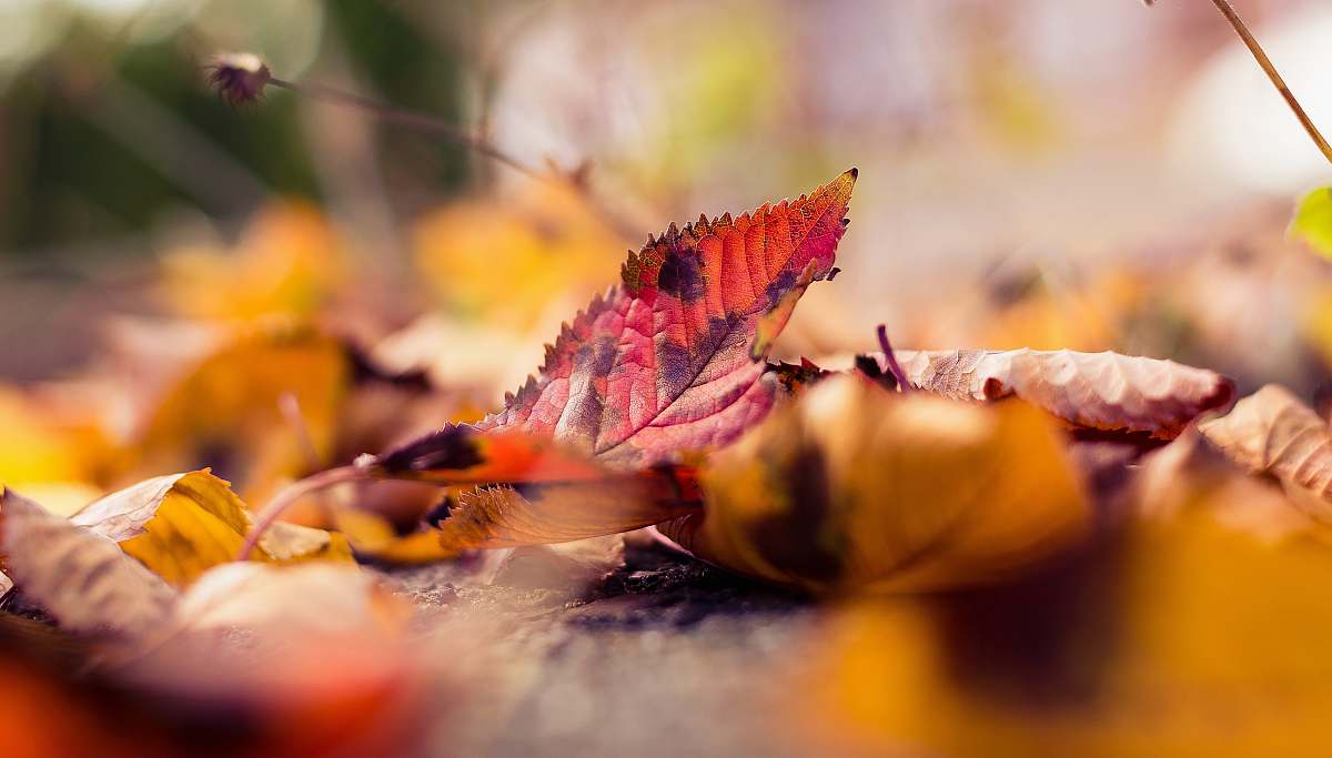 leaves shallow focus photo of leaf fall