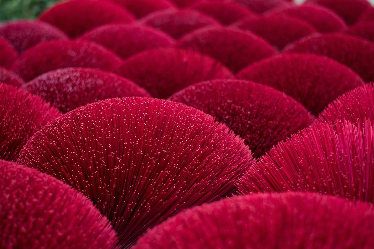 pattern shallow focus photo of red plants texture