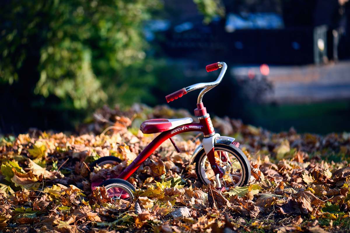 bicycle red Radio Flyer trike on brown dried leaves tricycle