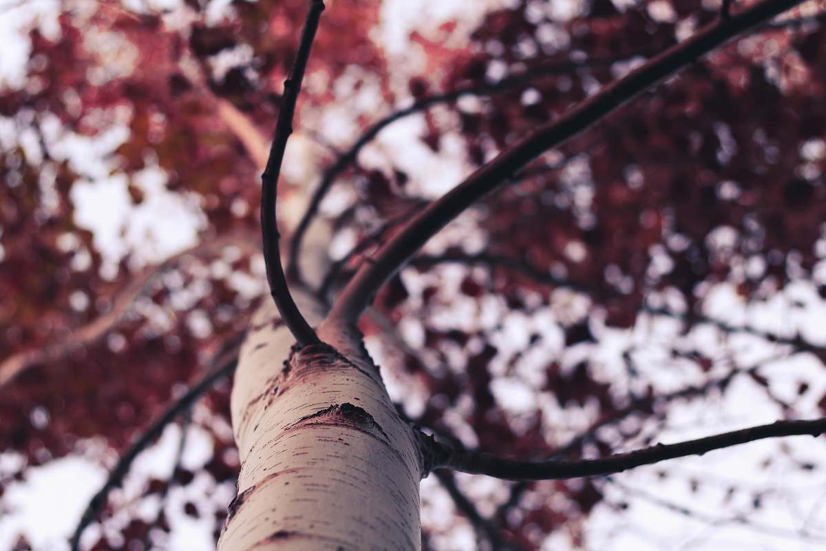 tree low-angle photography of brown leafed tree at daytime flora