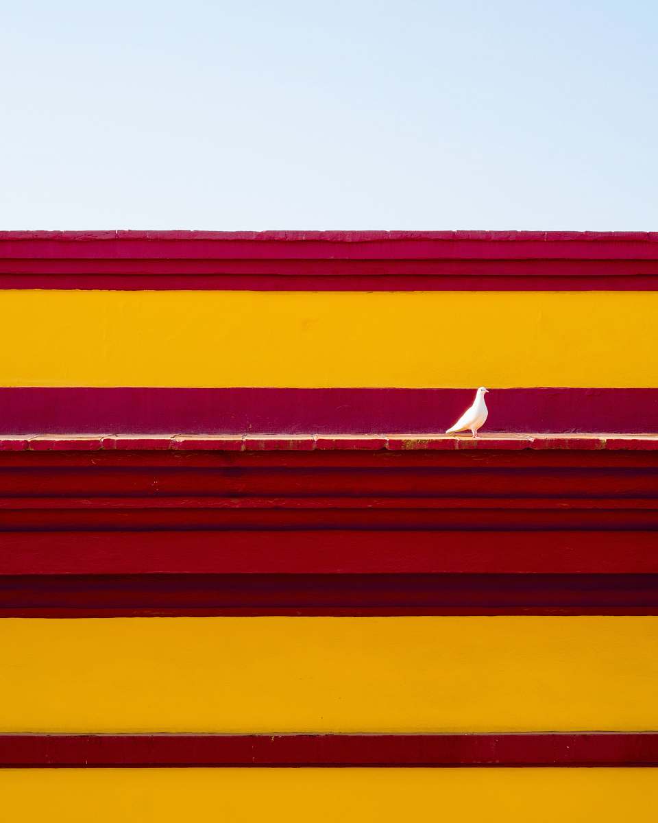 animal  sevilla