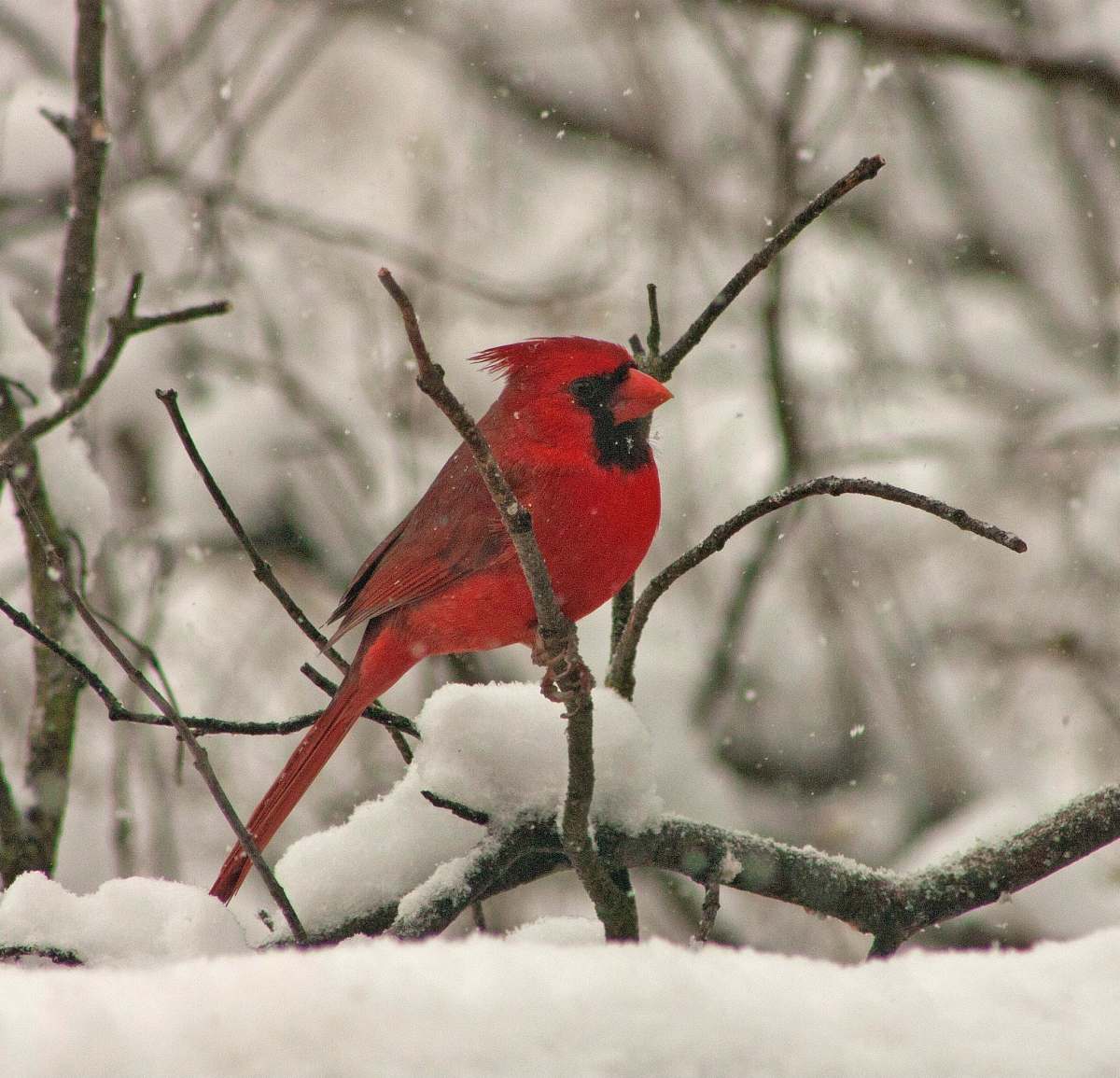 animal cardinals on top of tree branch while snowing cardinal