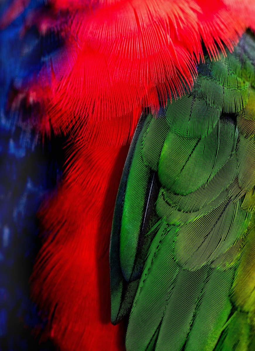 kuranda green and red bird tails australia