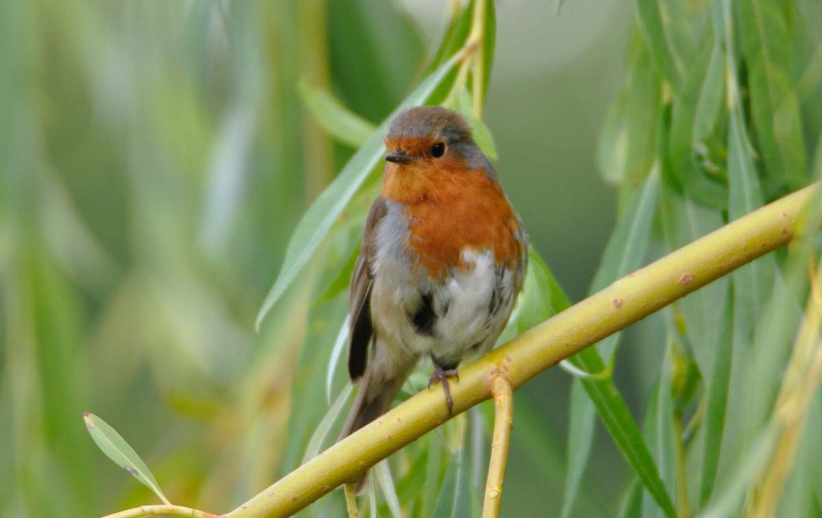 robin photo of orange, white, and grey bird plant