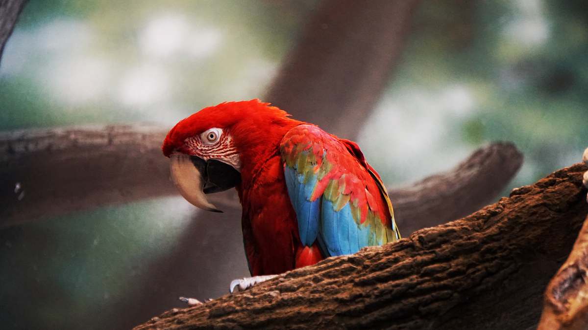 parrot photo of red and blue bird person on brown tree branch macaw