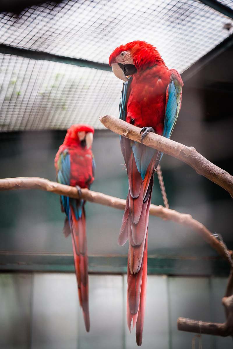 macaw photography of two red, blue, and green macaw parrot