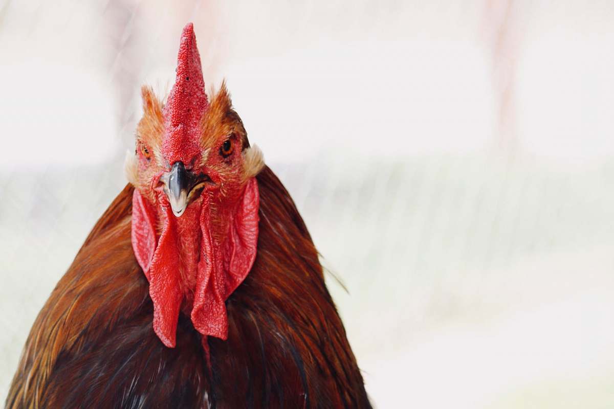 chicken red and brown rooster poultry