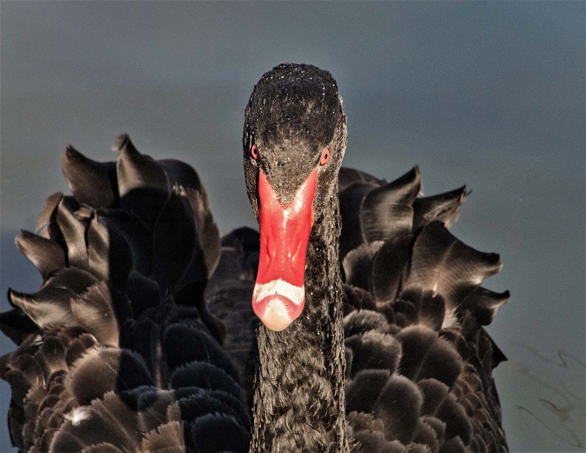 beak selective focus photography of gray duck black swan