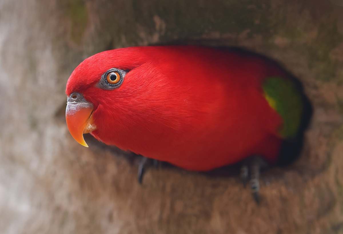 beak selective focus photography of red bird animal
