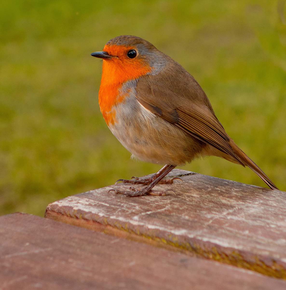 animal shallow focus photo of brown and orange bird robin