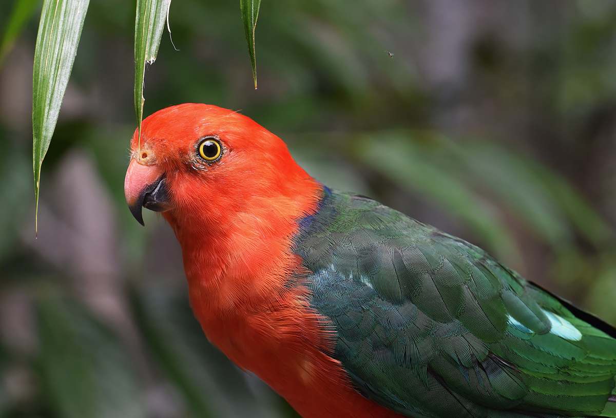australia short-beak red and green bird parrot