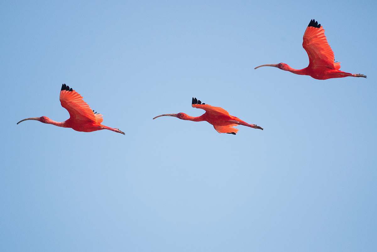 flamingo three flying flamingos animal