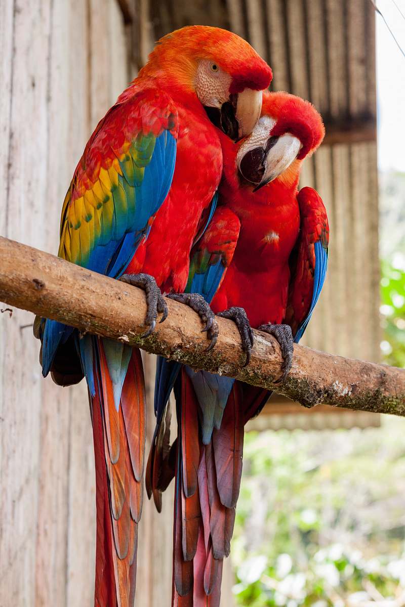 animal two red parrots on stick parrot