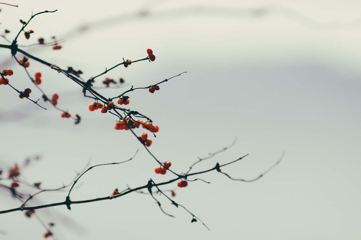 plant close-up photography of red fruits flora