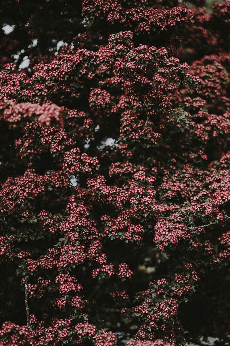 flower pink flowers field bush