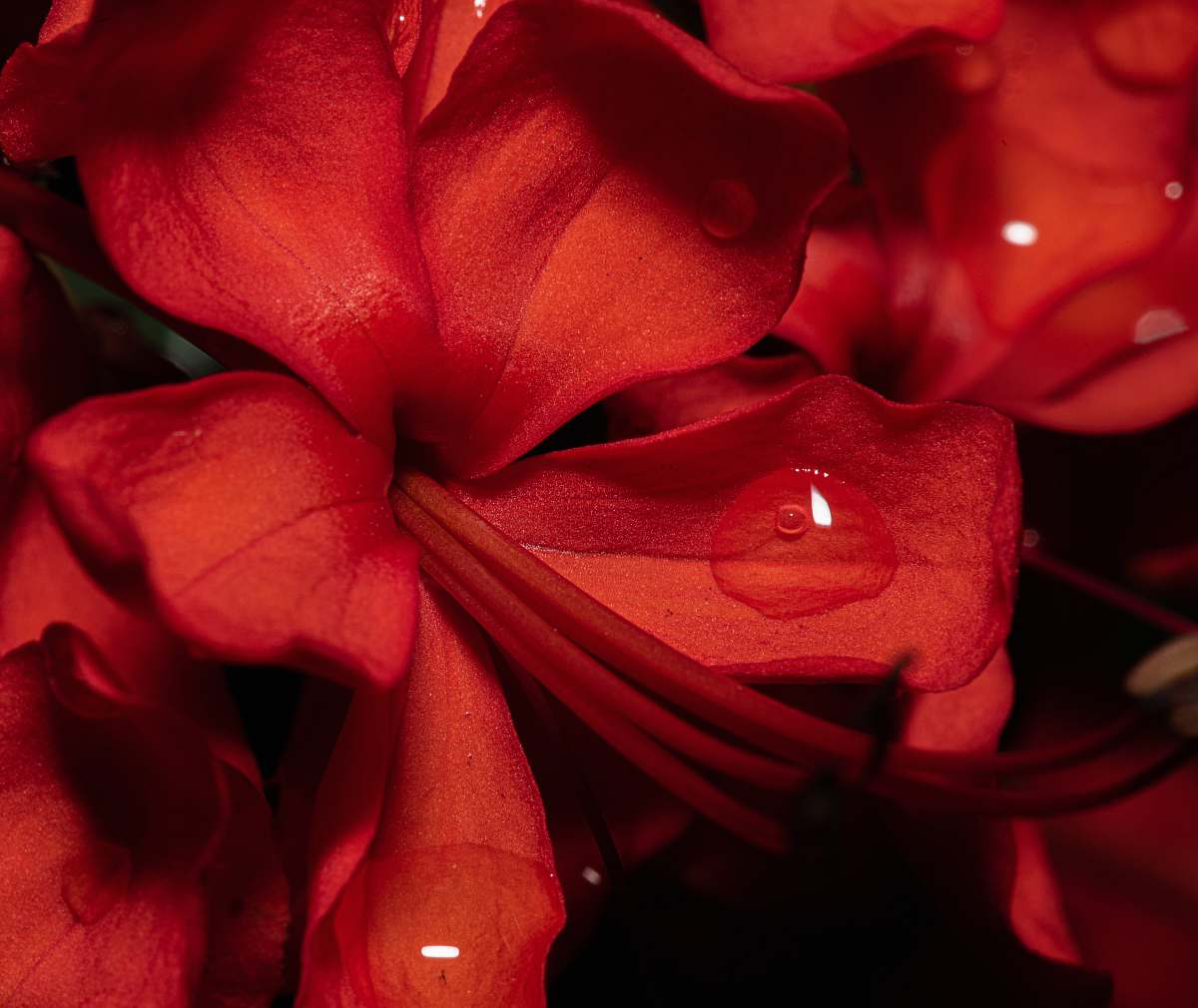flower red-petaled flower plant