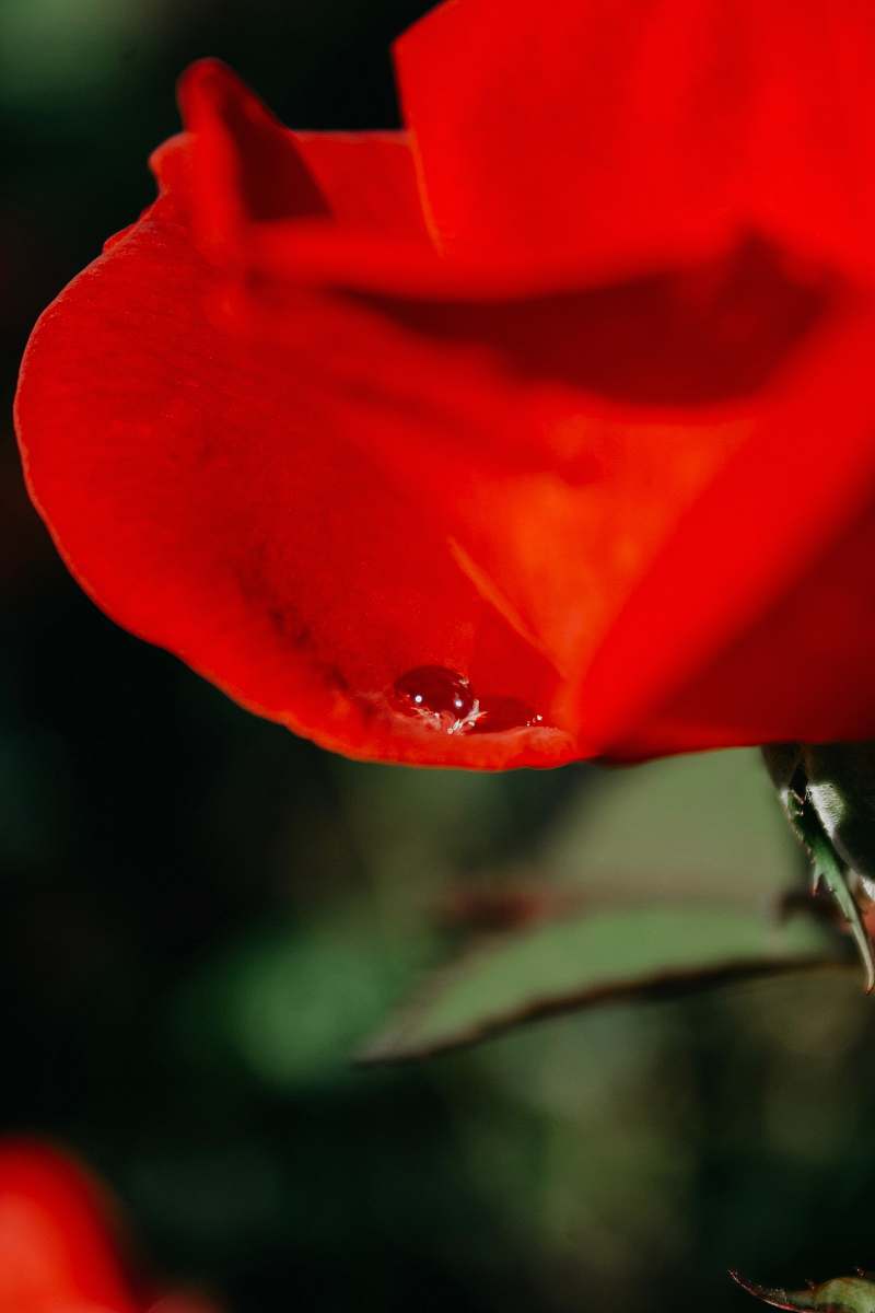 plant red petaled flower flower
